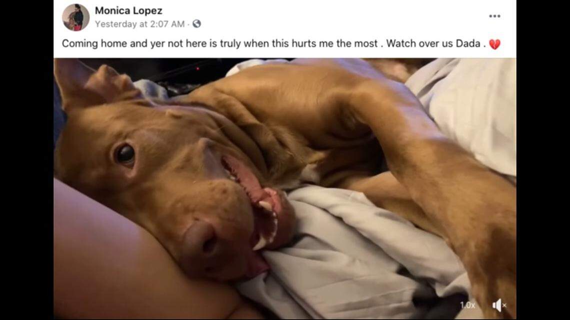 Champaign County Animal Control euthanized a pit bull named Dada after the owner arranged to pick up the lost dog after the holidays, Illinois officials say. Screengrab from Monica Lopez on Facebook.