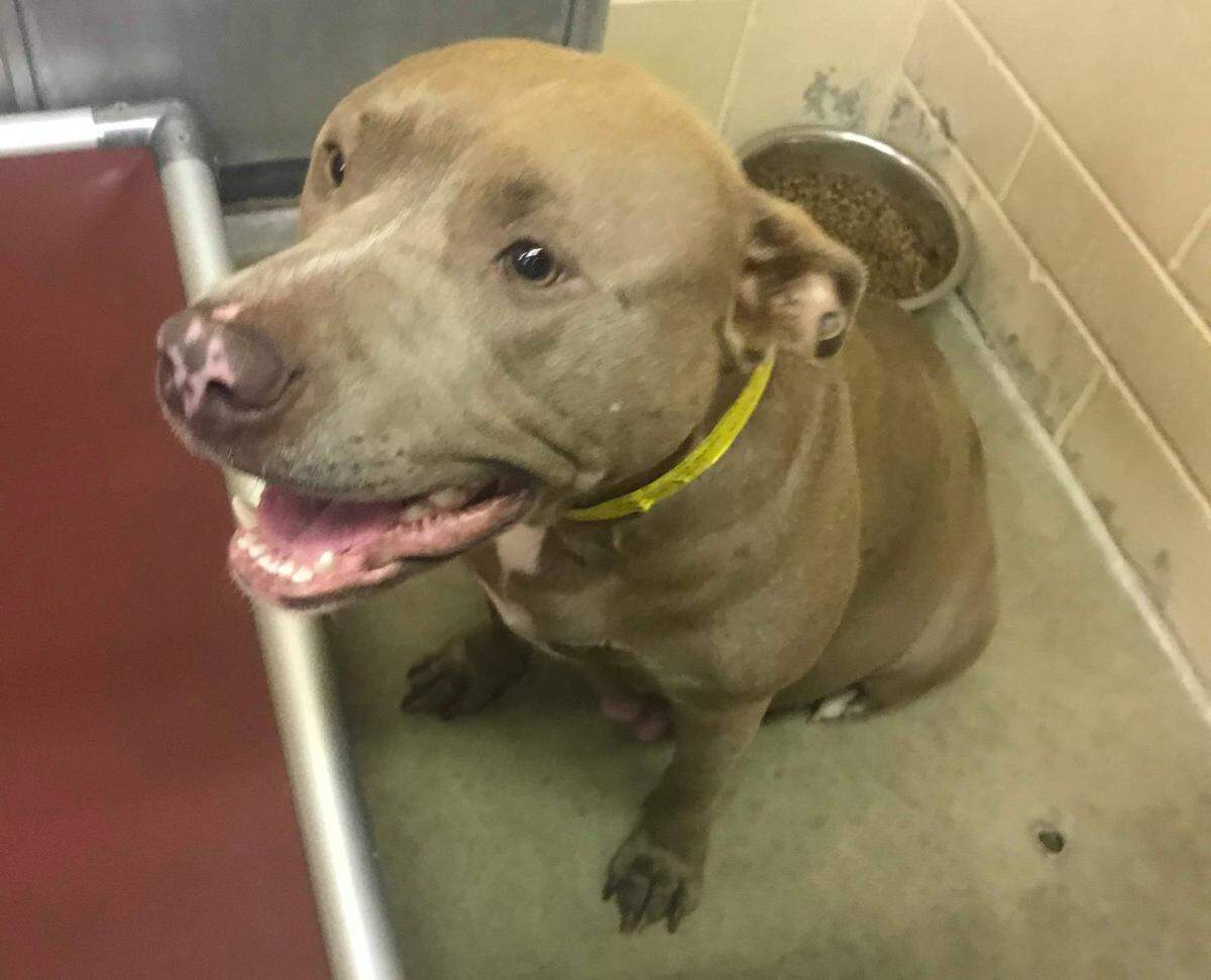 Volunteer Dacia Anderson took this photo of the pit bull she knew only as G7 before it was euthanized while still in labor after giving birth to a litter of puppies.