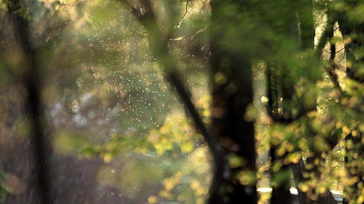 Pollen is seen in the air Tuesday, March 20, 2012, in Atlanta. When pollen enters the body, the immune system wrongly identifies it as a threat and “overreacts” to it — causing allergy symptoms like sneezing and runny nose.