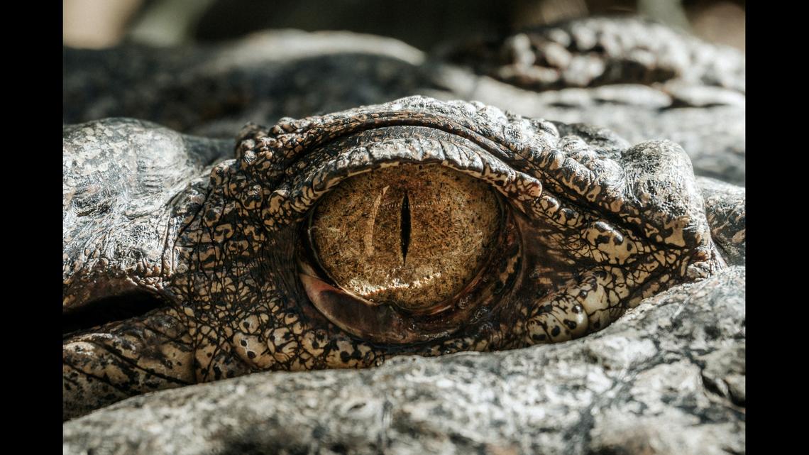 A photographer captured an alligator (not the one pictured above) seeming to pose for the camera in Florida. See the photo.