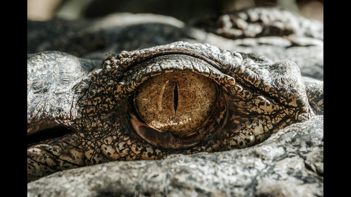 A photographer captured an alligator (not the one pictured above) seeming to pose for the camera in Florida. See the photo.