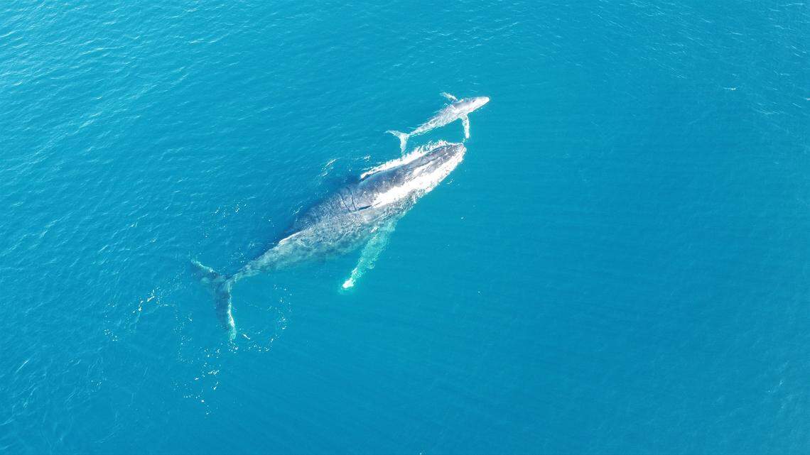 Zac Humski didn’t know he had “amazing footage” of the whales until he got home and checked his drone, his mom said.