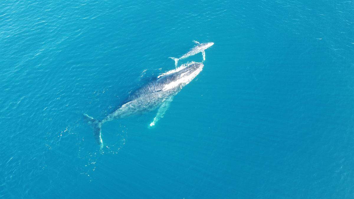 Zac Humski didn’t know he had “amazing footage” of the whales until he got home and checked his drone, his mom said.
