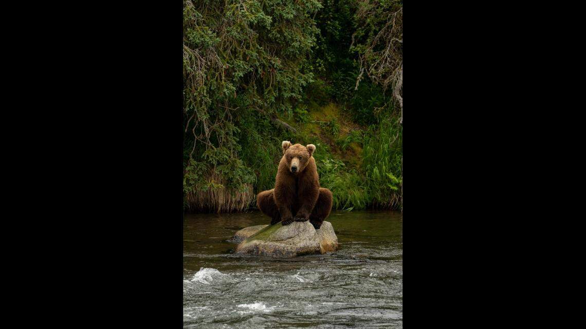 Katmai National Park and Preserve rangers captured a photo of a bear sitting on a rock in a frog-like stance.