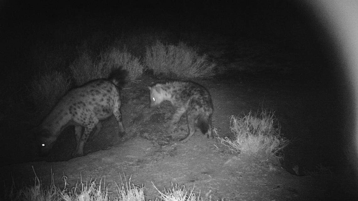 Hyenas, warthogs and porcupines were spotted sharing the same dens in Kenya, according to a new study.