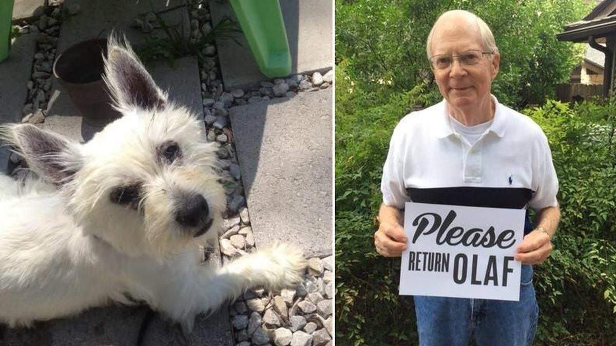 Jim Martin, 80, is begging for the dog rescue organization Lone Star Westie Rescue to return his missing dog Olaf to him.