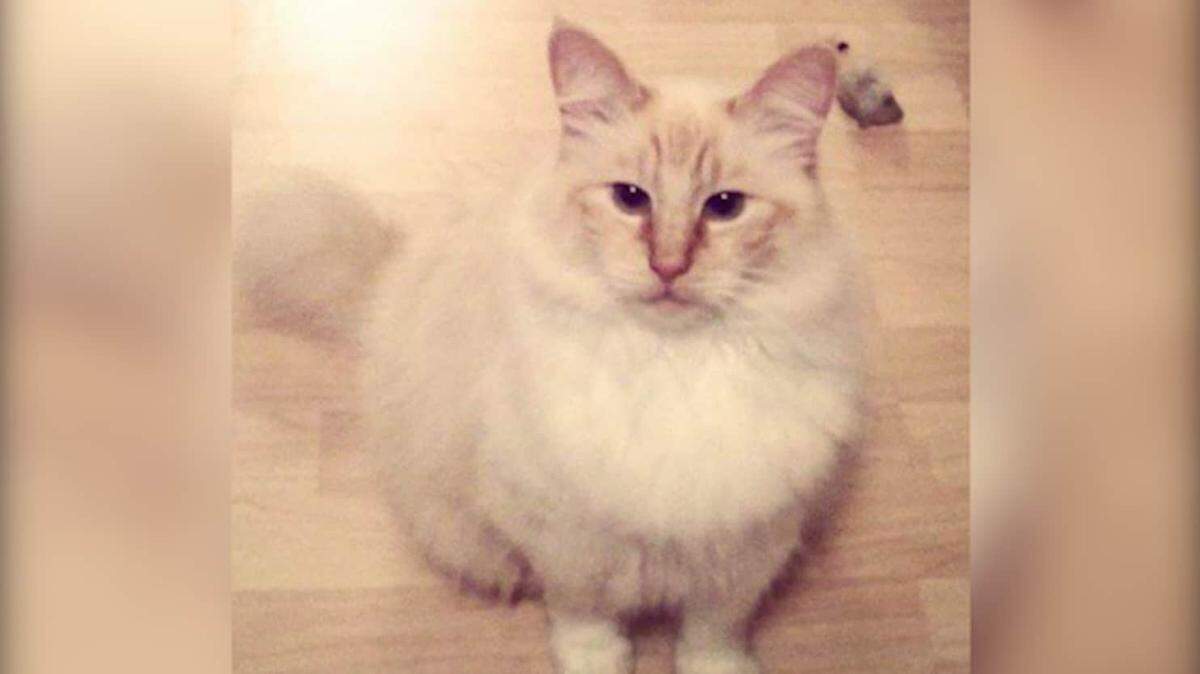 Olly was found strangled and mutilated to death.