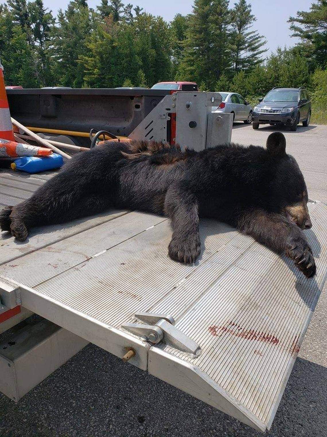Earlier this month, another black bear was struck and killed along a roadway in Leelanau County, according to the county's road commission.