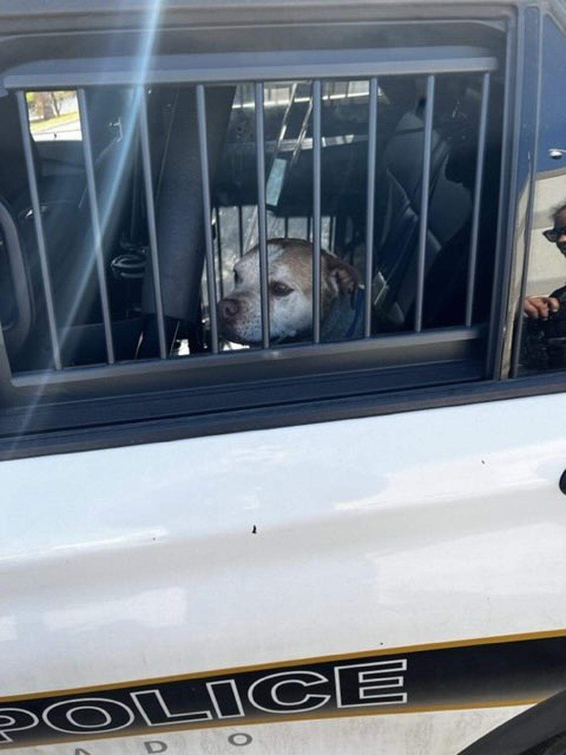 Pueblo Police Department responded to calls of a drowning dog near the Pueblo Riverwalk.