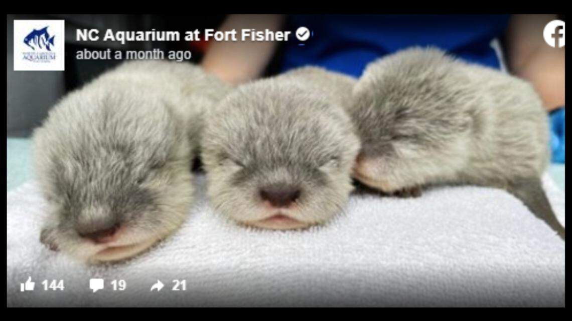 The North Carolina Aquarium at Fort Fisher welcomed three Asian small-clawed otters on Feb. 1. Now, they need names.