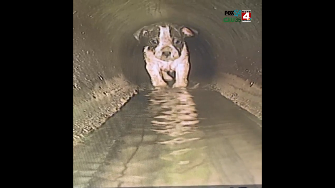 Puppy rescued from sewer pipe
