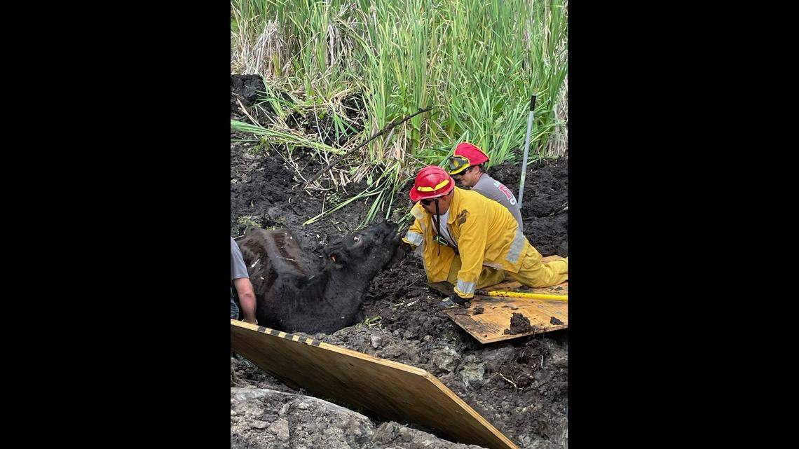 Firefighters rescued a cow that had been stuck in mud for more than 24 hours, according to a Florida fire department.