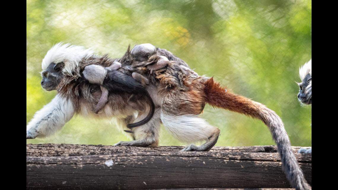 Cotton-top tamarins are native to Colombia and are one of the most endangered primate species in the world, according to Disney World.