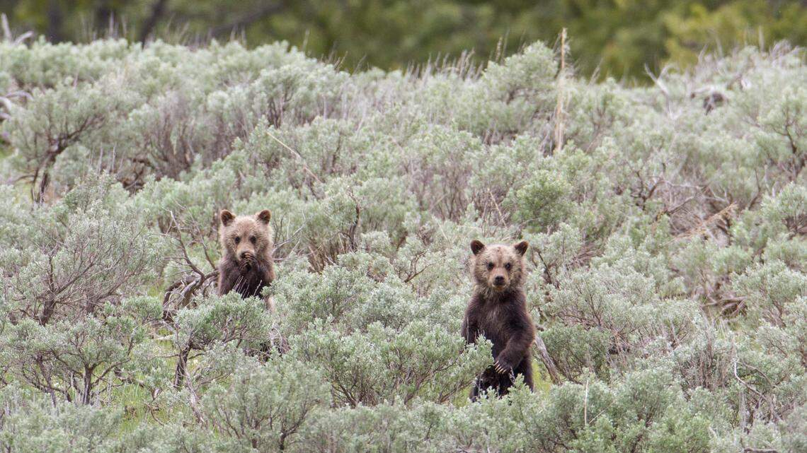 Grizzly bear cubs (not the ones pictured) are moving to Pennsylvania after their mom was euthanized, officials said.