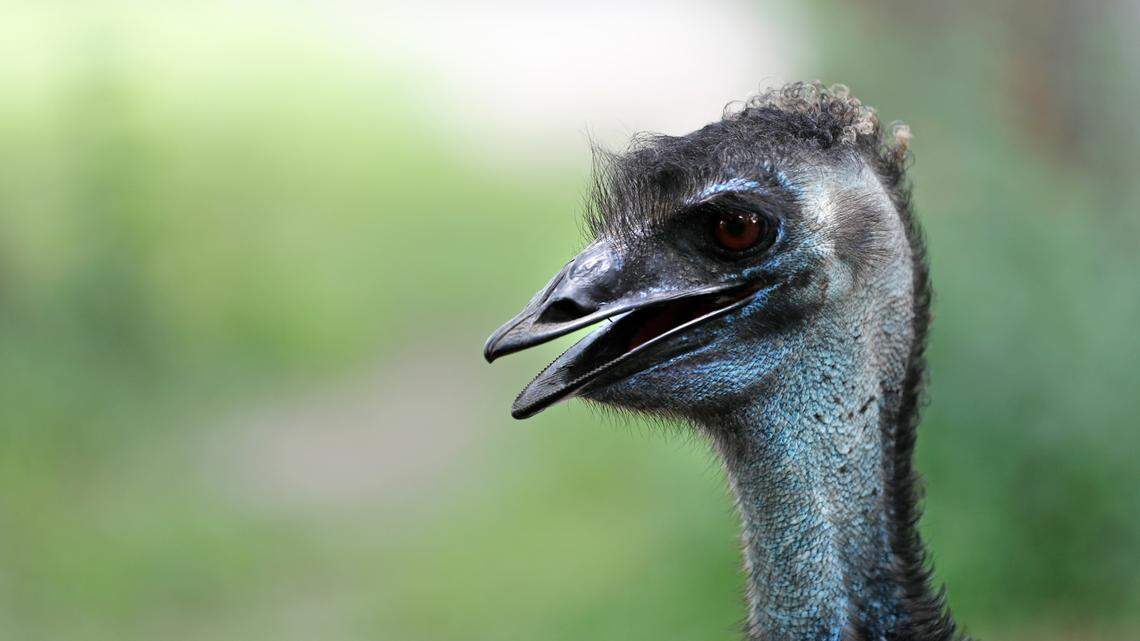 An emu is seen in its exhibit at the Audubon Zoo in New Orleans on July 16, 2018. The MSPCA is looking for new homes for over 100 goats — and one emu (not the one pictured).