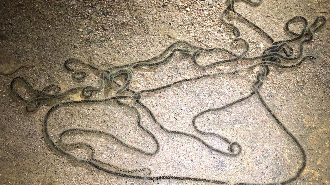 Toads lay their eggs in masses and create a string formation. They’re not easily seen because they’re often covered in sediment, Arizona officials said.