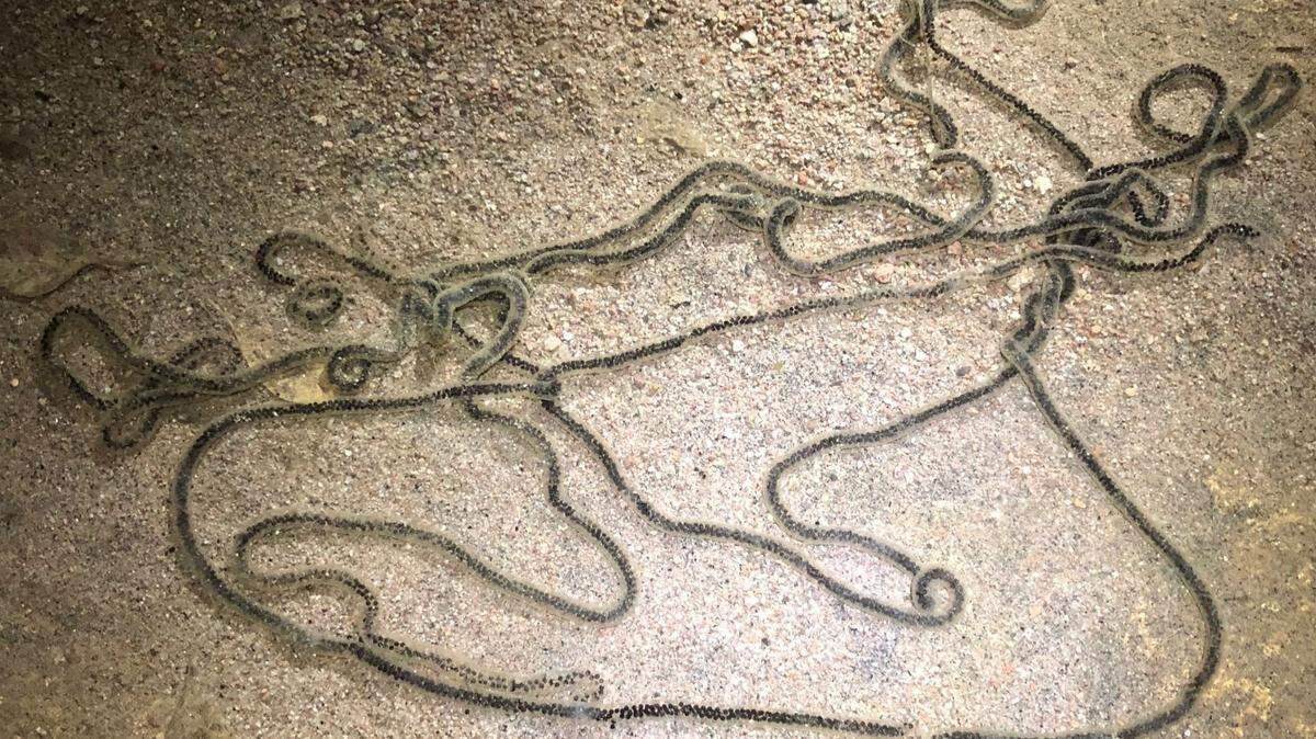 Toads lay their eggs in masses and create a string formation. They’re not easily seen because they’re often covered in sediment, Arizona officials said.