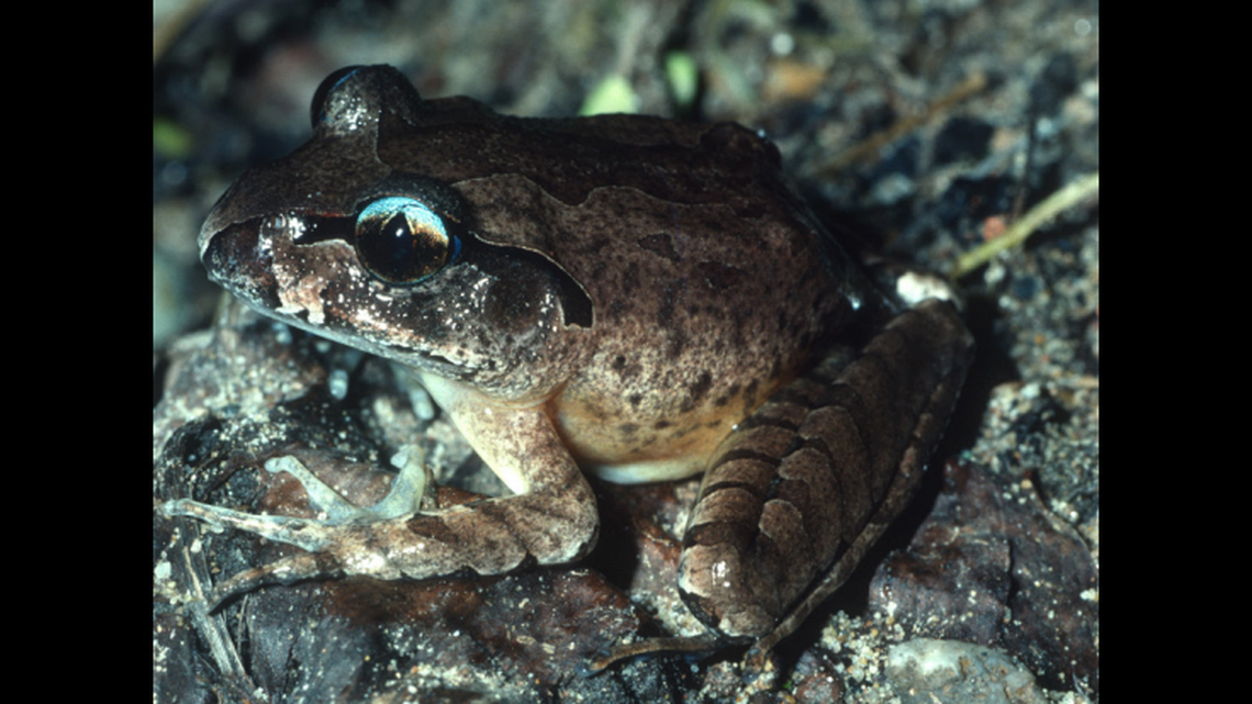 The top half of the creatures’ eyes are a striking blue.