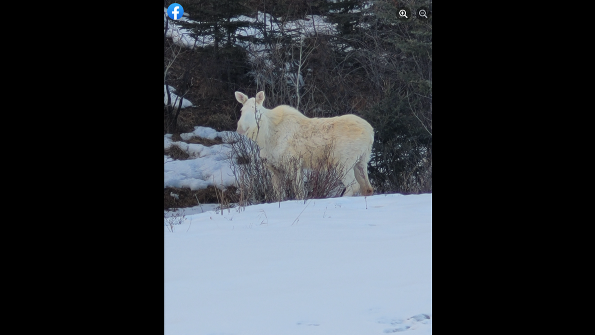 Frizzell was taking a different route home than normal when he spotted the moose.