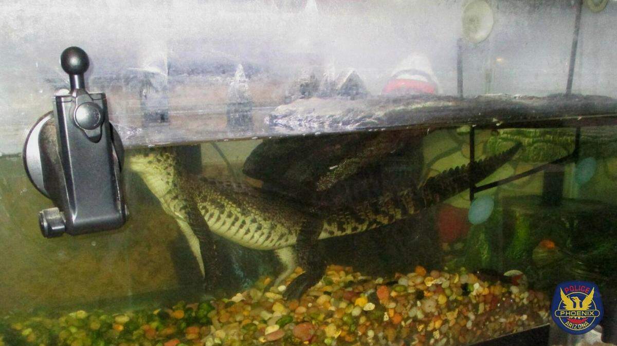 Detectives found a young Nile crocodile among a massive stash of drugs, cash and guns in a man’s home, Arizona police say.