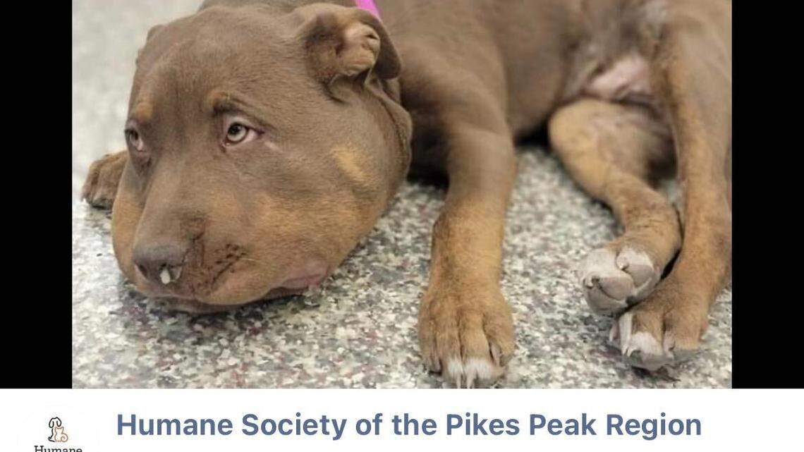 A dog named Baby Girl is recovering after encountering a snake in Colorado, an animal shelter said.
