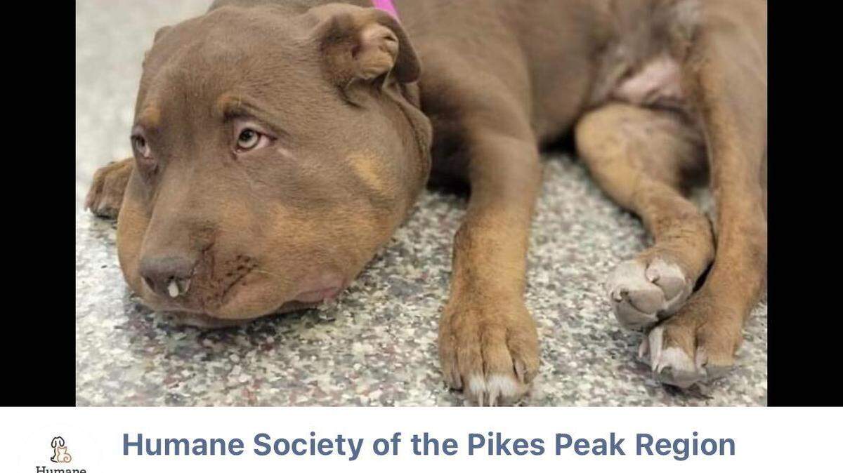 A dog named Baby Girl is recovering after encountering a snake in Colorado, an animal shelter said.