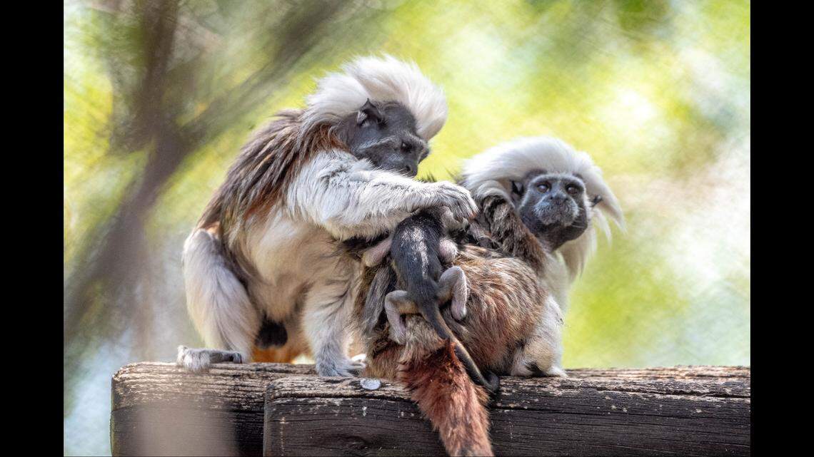 The twins’ mom and dad are first-time parents and are sharing their duties, according to Disney World.