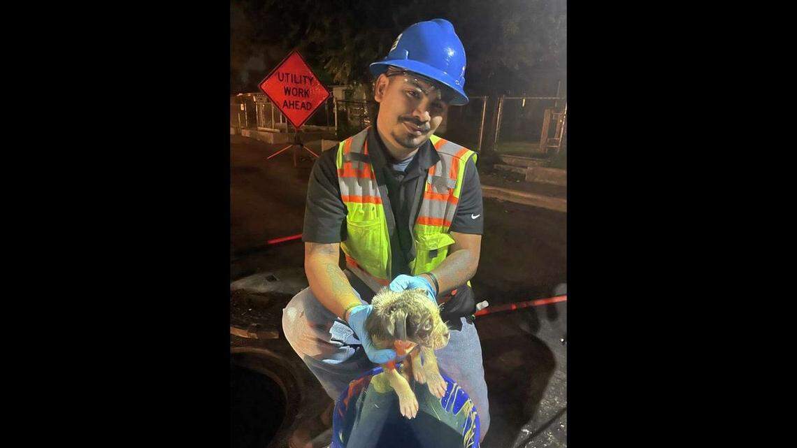 Puppy rescued from sewer pipe