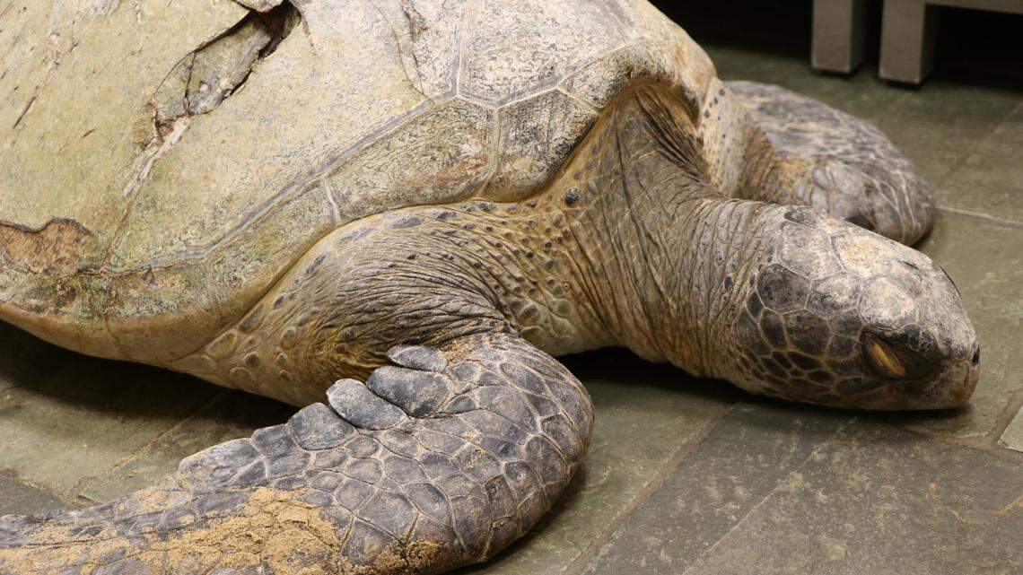 A 150-pound healthy sea turtle had to be euthanized after it was struck by a boat, Hawaii officials said.