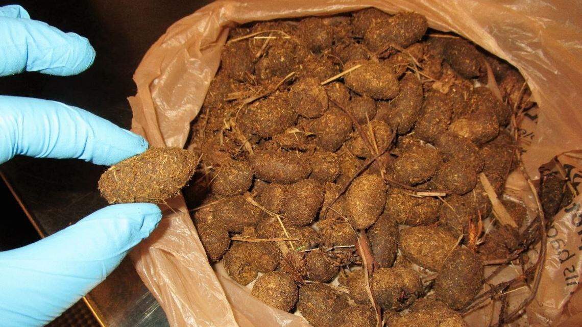 TSA said a man was stopped and his carry-on searched at the airport in Juneau, Alaska, because a “large organic mass” that could have been explosive was moose poop, which is allowed. He said it was for politicians.