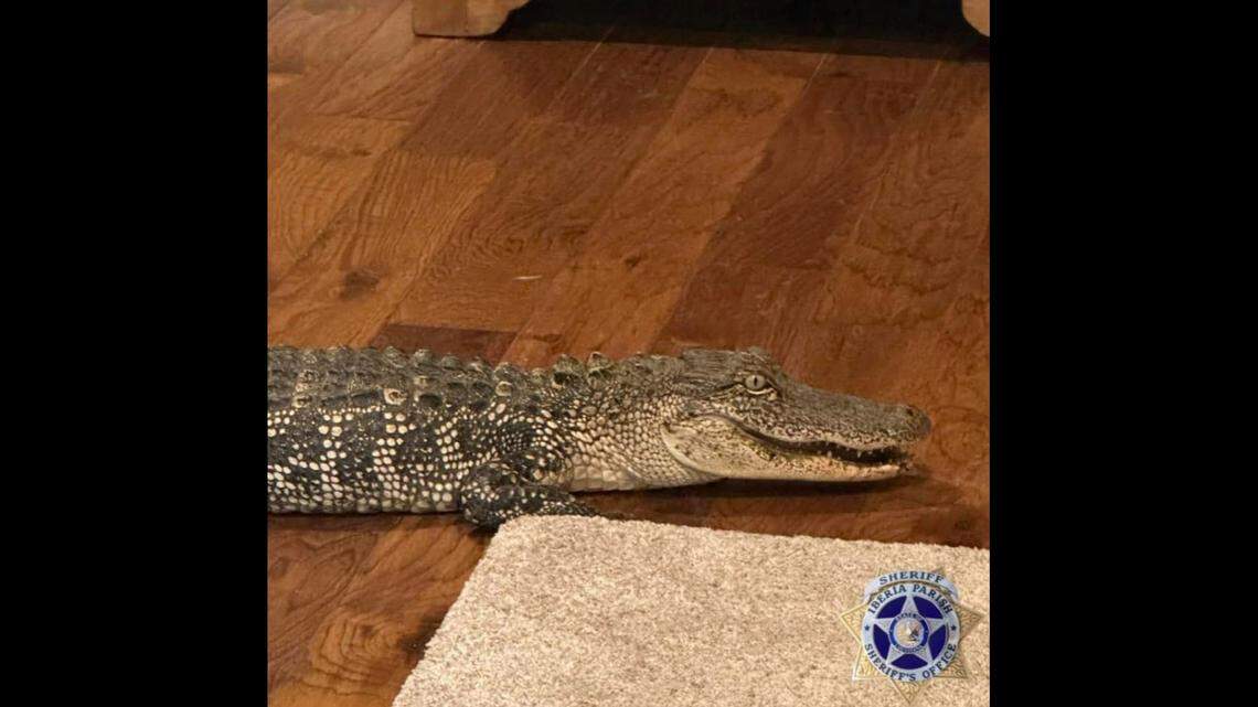 A 5-foot alligator got into a Louisiana home through the doggy door in the middle of the night, a sheriff’s office said.