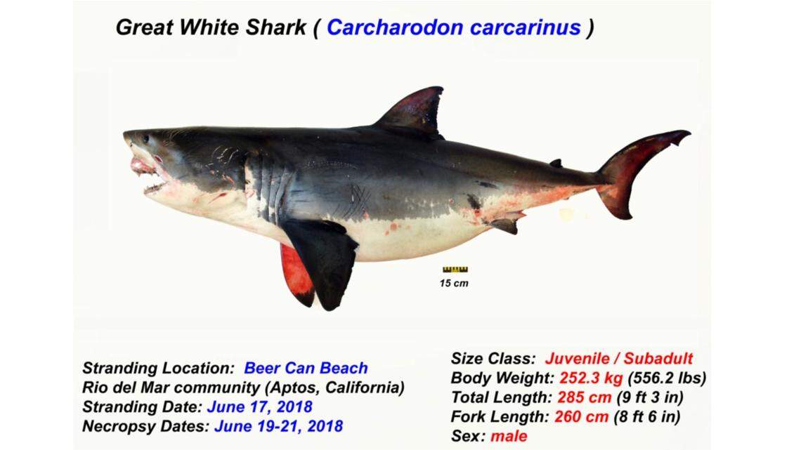 A San Jose, California, fisherman shot and killed a great white shark that washed up on Beer Can Beach in Aptos on Monterey Bay. He confessed, got convicted in Santa Cruz County court and was fined $5,000.