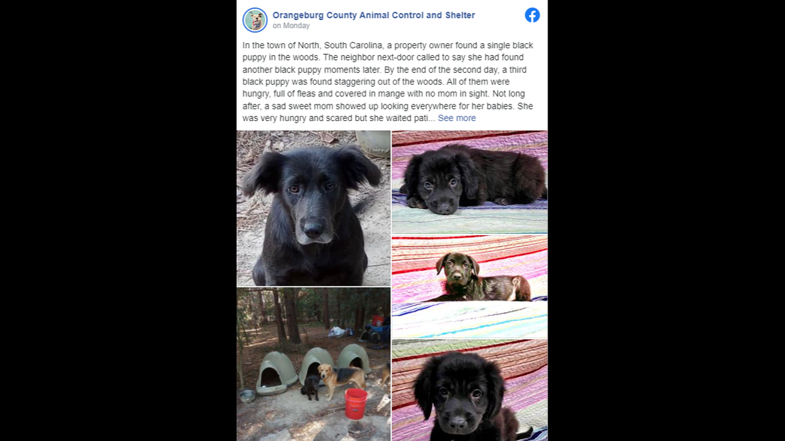 Three puppies and their mother were living in the woods on their own, a South Carolina animal shelter said in a Facebook post.