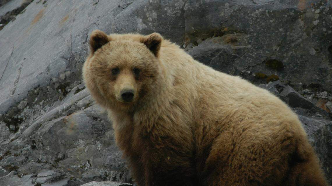 Brown bear in Johns Hopkins Inlet