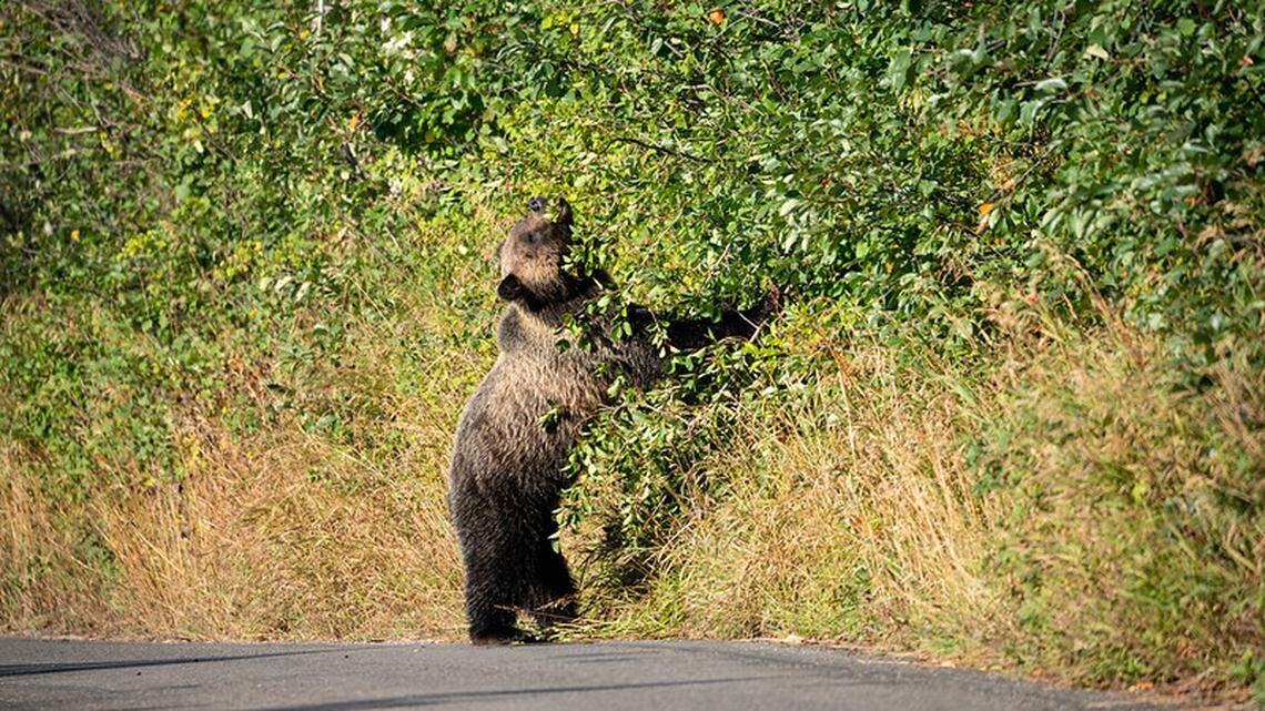 Grizzly bear eats berries along the Moose-Wilson Road
