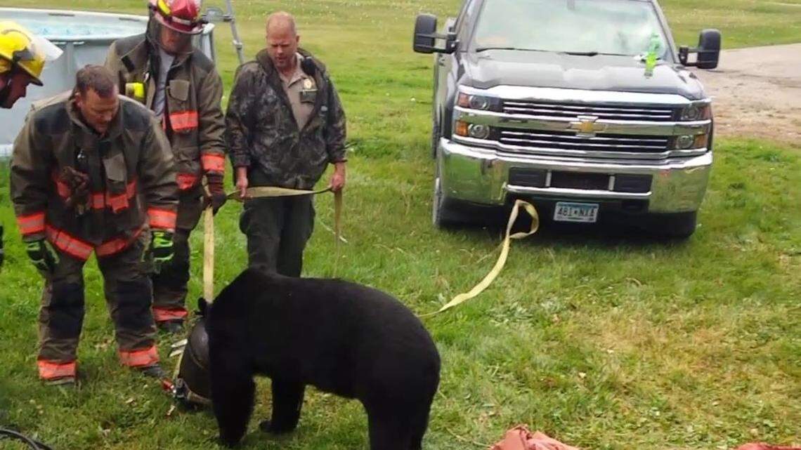 Roseau, Minnesota, firefighters wrestled a bear with its head stuck in a 10-gallon jug and freed it, officials said.