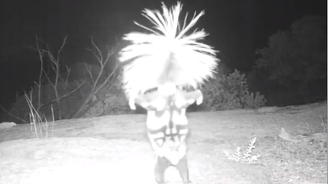 A skunk handstand? Funny National Park Service video has a social distancing lesson