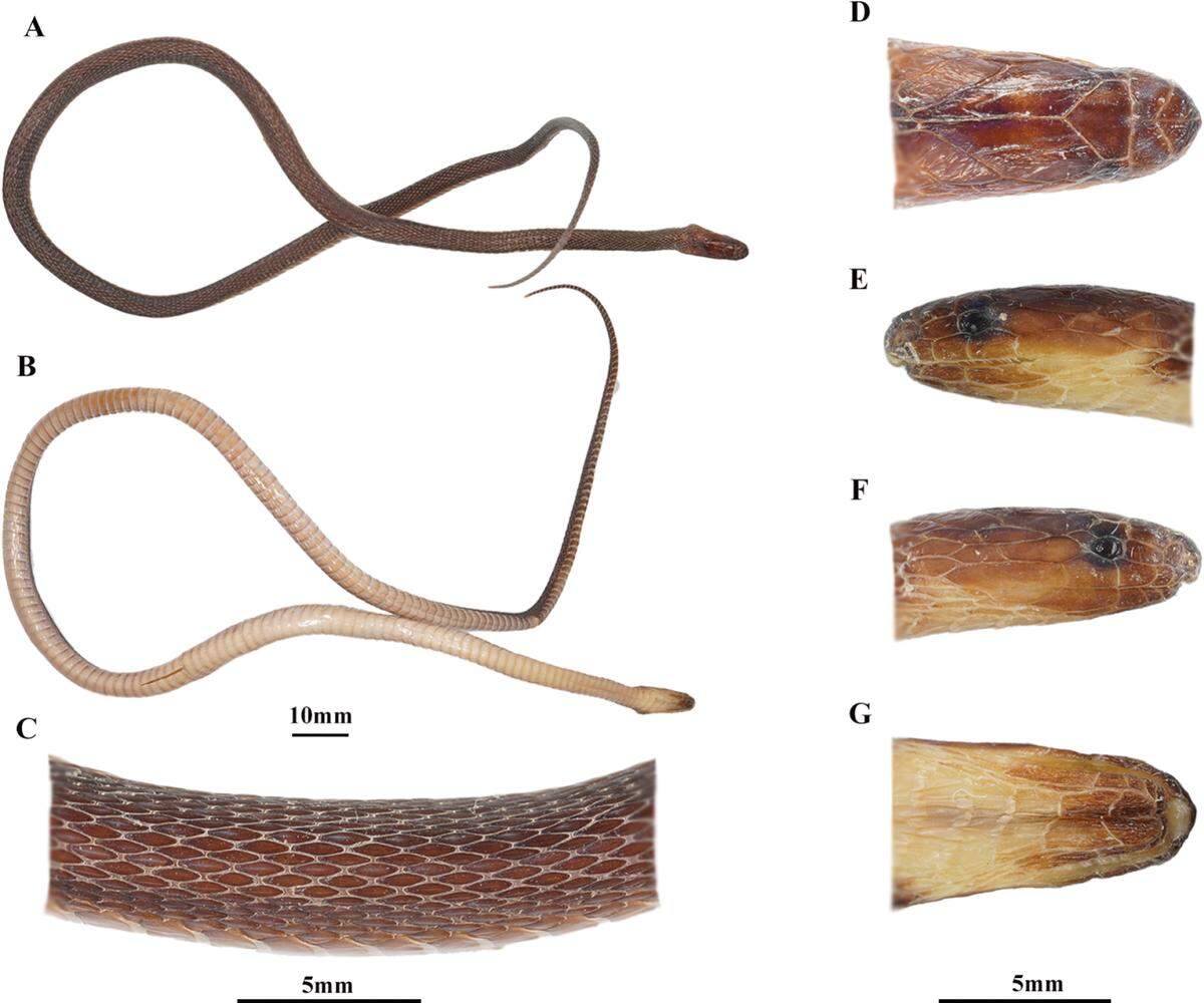 The “metallic” snake has a “secretive life history,” researchers said.