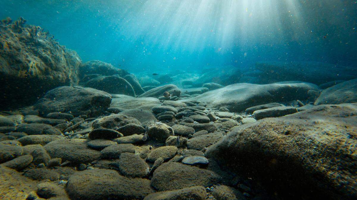 The red-spotted critters call the seafloor of the Sea of Japan home, researchers said.