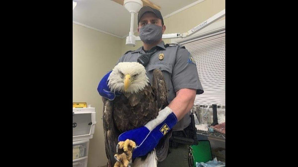 A bald eagle found at a highway intersection in Washington County, Missouri, was shot, authorities say. Photo from Missouri Department of Conservation.