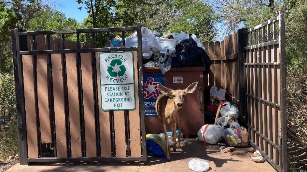 Some animals at Zion National Park have started searching dumpsters for food, park officials said.
