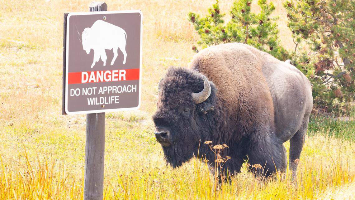 A bison (not the one pictured) gored a man from Cape Coral, Florida visiting Yellowstone National Park, rangers said.