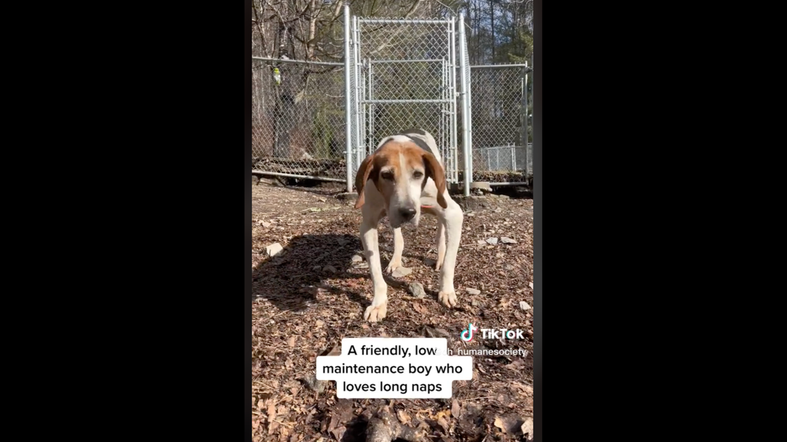 Mitch found a permanent home after spending seven years in a North Carolina shelter.