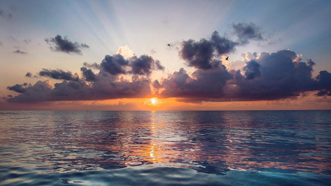 An “enthusiastic” scuba diver found the ocean creature off Pompano Beach, Florida.