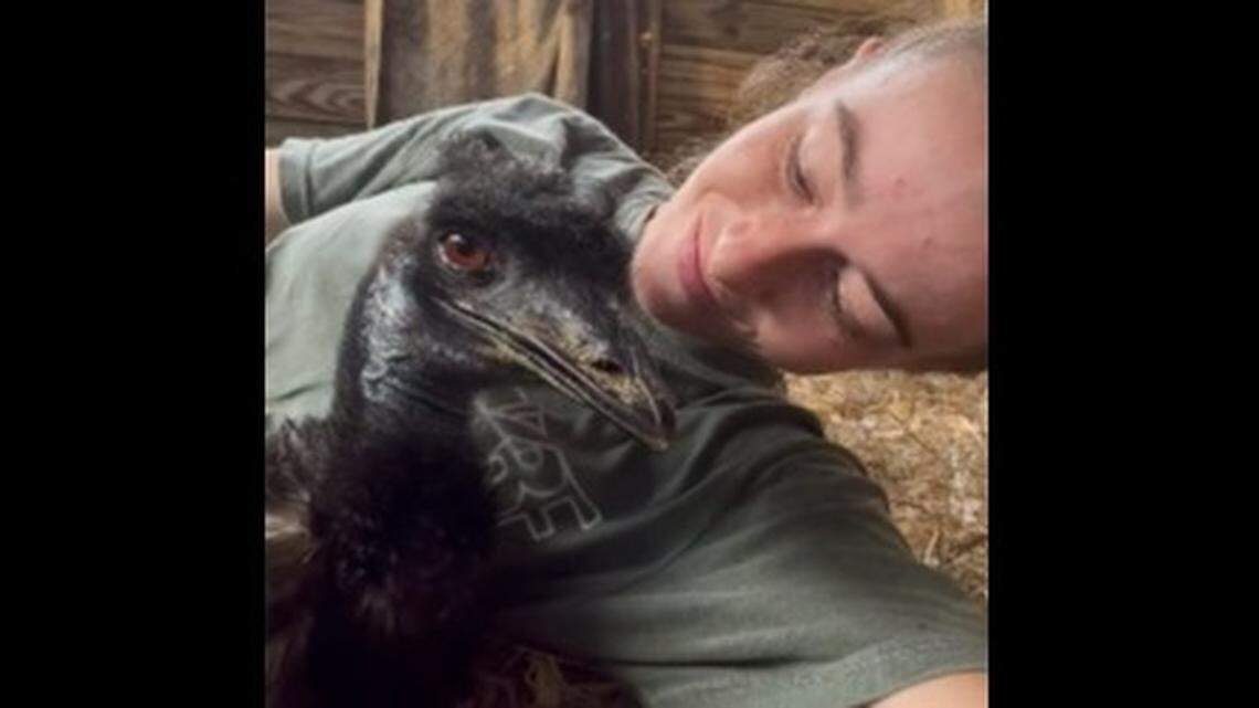 Emmanuel, an emu at a South Florida farm who gained fame for online videos of his antics with cameras, has fallen gravely ill with avian flu, his owner says.