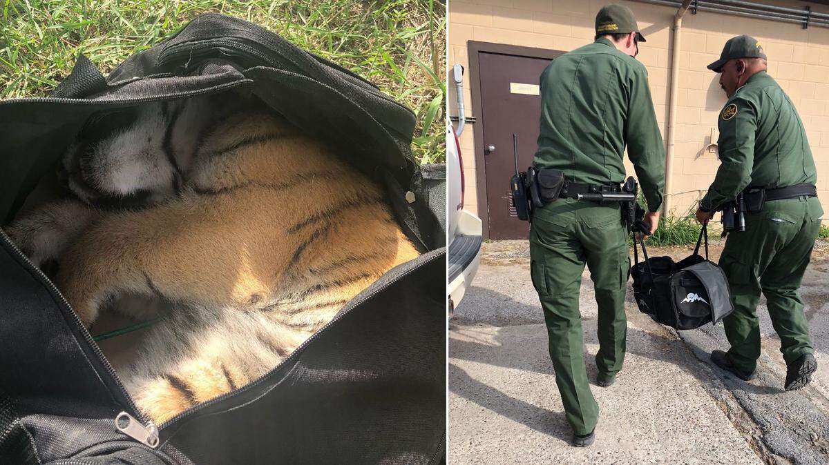 U.S. Customs and Border Protection agents in Brownsville, Texas rescued an unconscious tiger cub left in a duffel bag near the U.S.-Mexico border.