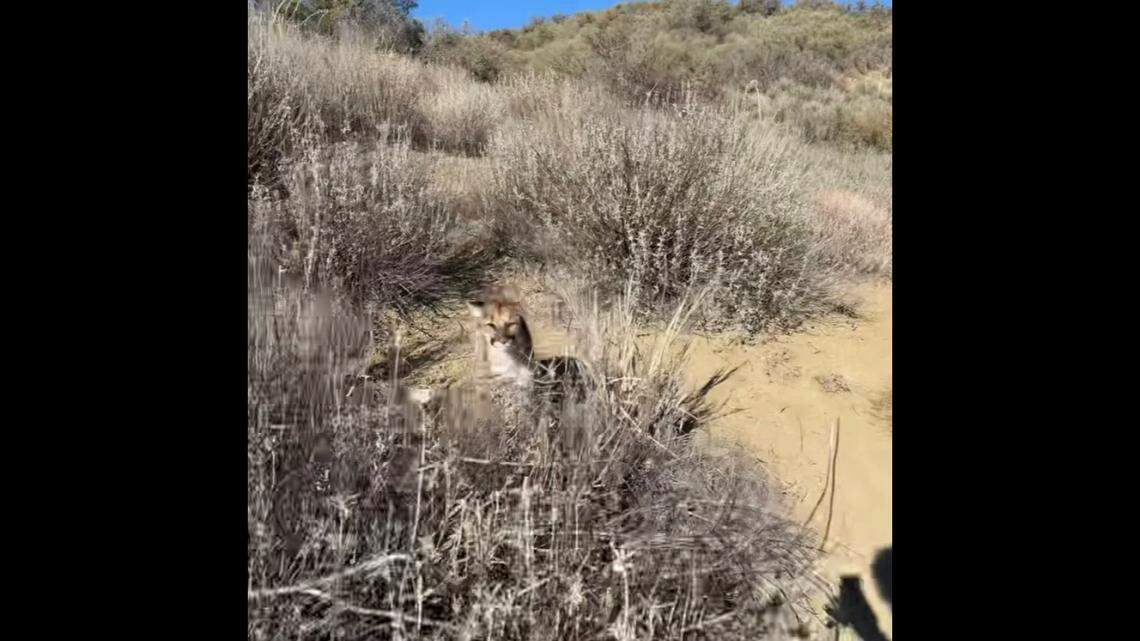 A hiker on a California trail was recording a video on his phone when he realized he was being followed by a mountain lion.