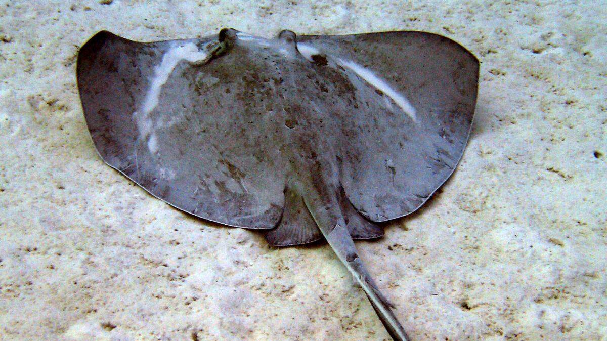 Two people were injured by stingray stings while in ankle-deep water at Daytona Beach, Florida officials said.(AP Photo/David J. Phillip)