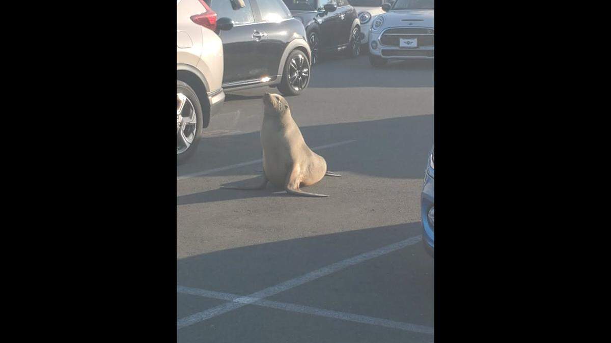 California sea lion Mini was rescued from a car dealership by The Marine Mammal Center in Sausalito, CA.
