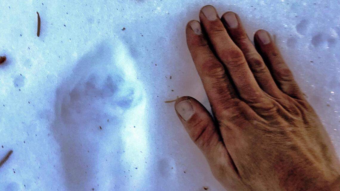 Researchers found fisher tracks in Yosemite National Park.